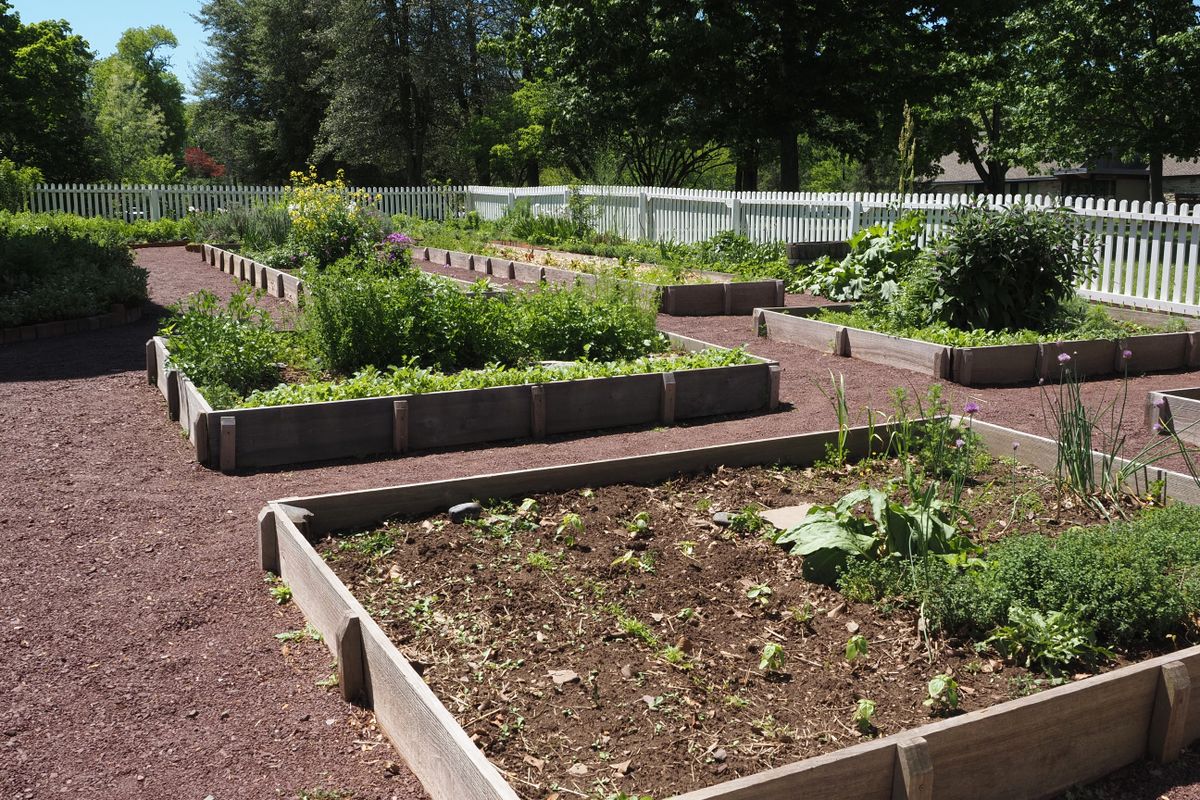 Cedar raised beds and gravel paths in a kitchen garden