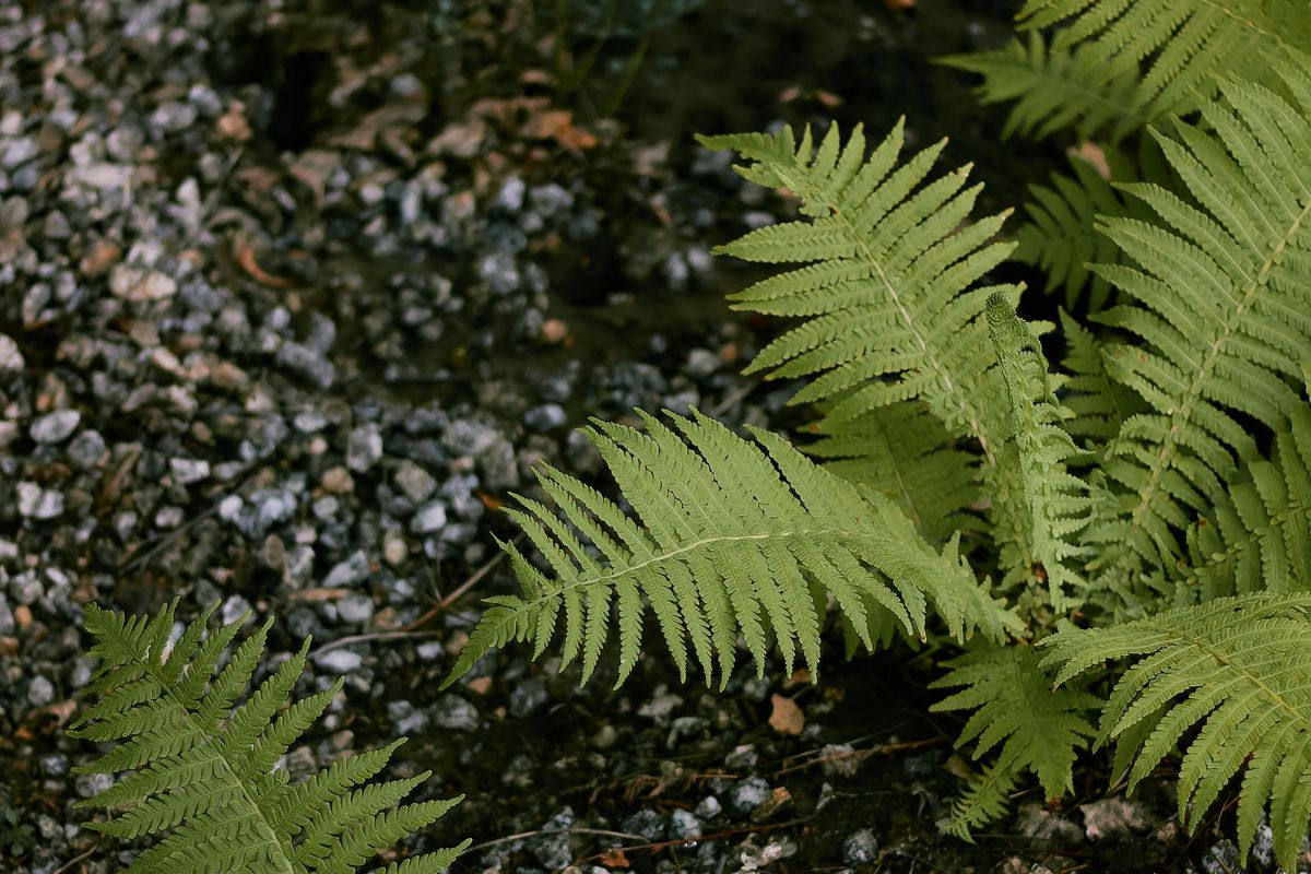 Wood ferns spreading across gravel in a dry shade bed