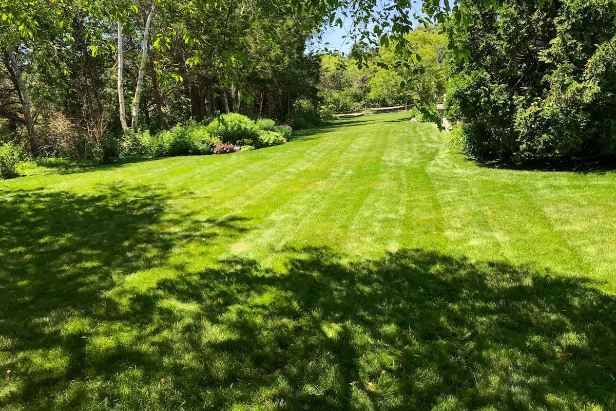 The same yard cleared and mown, shaded by the trees left standing