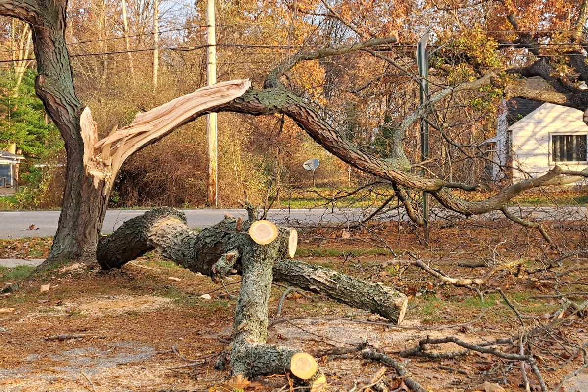 Storm-split tree trunk with the torn leader and a heavy limb down across the front yard