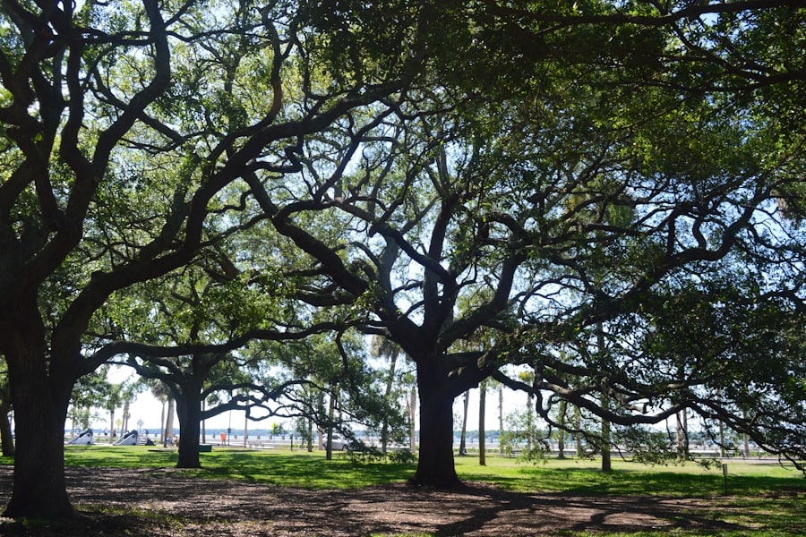 Mature live oaks with long spreading limbs shading a clipped lawn