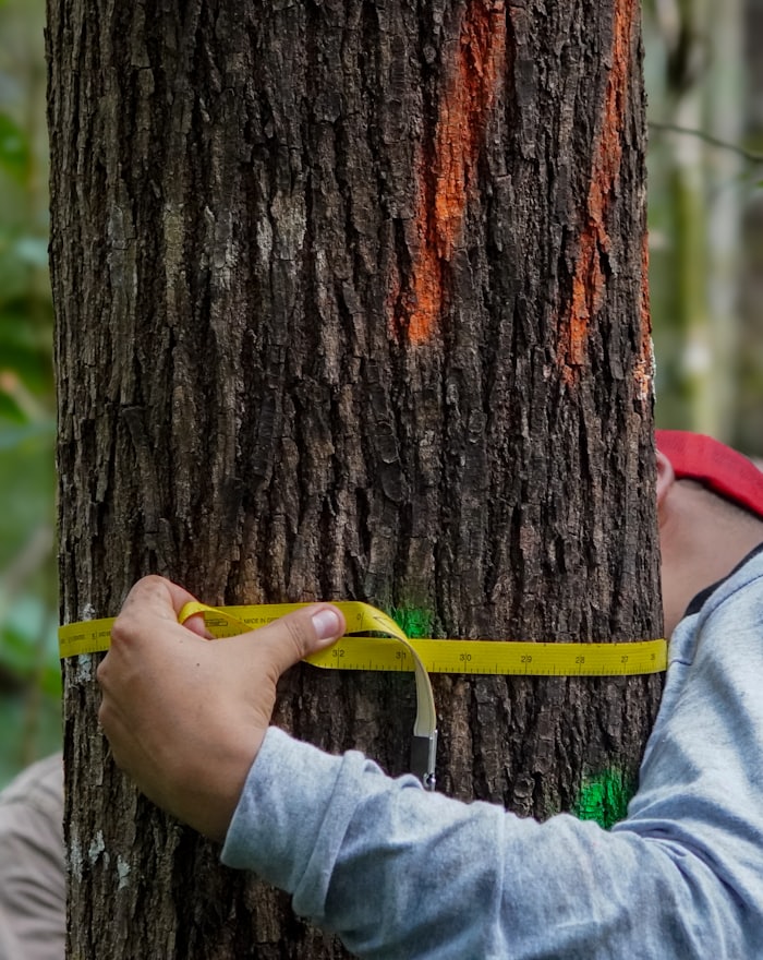 Tape measure run around a marked trunk to record diameter during a tree assessment