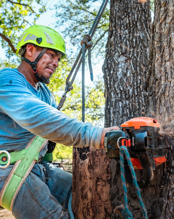 Arborist in a helmet and saddle running a chainsaw through a rigged trunk section