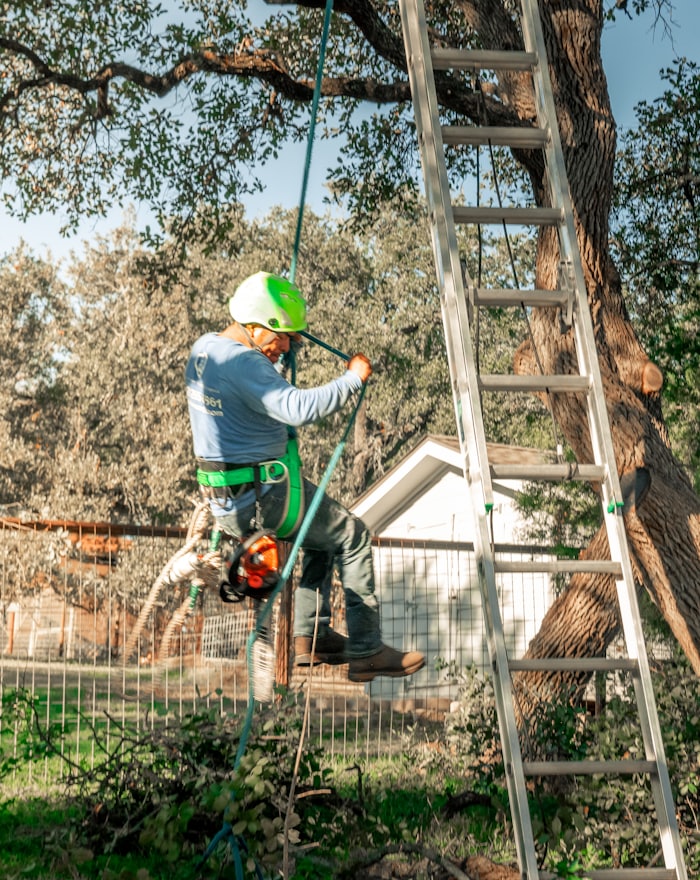 Climber suspended on a rigging line in a live oak, chainsaw clipped to the harness